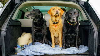 Ob vor dem Supermarkt, am Straßenrand oder vor dem Freibad – von überall her kämen im Sommer die Meldungen über Hunde, die allein in verschlossenen Autos gefunden und befreit werden, schreibt die Tierschutzinitiative Odenwald (TSI). Deswegen appelliert die Intiative an Besitzer, Hunde nicht im Verschlossenen Auto zu lassen.