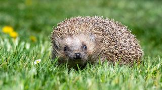 Ungewöhnliche Begegnung: Ein Igel läuft am helllichten Tag über den Rasen. Dabei sind die Tiere eigentlich erst in den Abendstunden unterwegs.