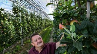 Kressbronn am Bodensee: Obstbauer Hubert Bernhard steht in seiner Apfelplantage unter der Agri-Photovoltaik-Anlage.