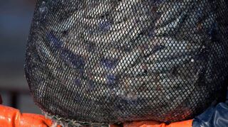 Oft landet sogenannter Beifang in den Netzten der Fischer. Diese Tiere, die außer dem gewünschten Fang mit ins Netz gehen, werden tot wieder zurück ins Meer geworfen.