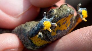 Unter anderem Gelbbauchunken sollen von der Maßnahme des Naturschutzbundes Heppenheim profitieren.