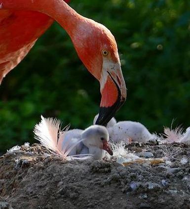 Flamingo-Nachwuchs gibt es im Zoo Heidelberg.