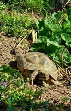 Im Tierheim sind einige männliche Landschildkröten nur in gute Hände abzugeben.