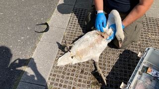 Beamte der Polizeistation Lampertheim-Viernheim sind am Sonntagmittag (21.08.) zu einem jungen Schwan im Bereich der Nibelungenbrücke bei Rosengarten gerufen worden. Das Tier wies eine größere Wunde im Bereich des Brustkorbs auf.