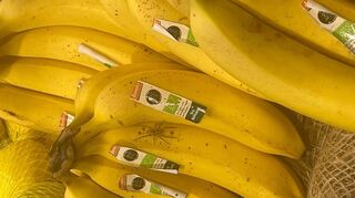 Am Montagvormittag haben Mitarbeiter eines Supermarktes in der Kasseler Straße in Mannheim-Waldhof eine ungewöhnliche Spinne in einer Bananenkiste gefunden.