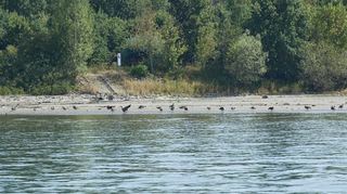 Gänse tummeln sich am Nordheimer Ufer. An den Rändern der Wasserstraße zeigt sich, dass der Wasserstand nach wie vor zu niedrig ist.