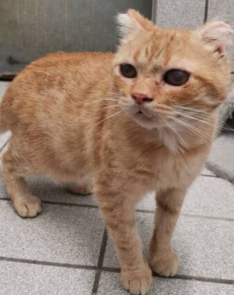 Fundkater Bob ist verschmust und menschenbezogen.