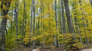Der Lindenfelser Wald hatte in den vergangenen Jahren viele Belastungen auszuhalten. Nun soll ein geschützter Bereich geschaffen werden.