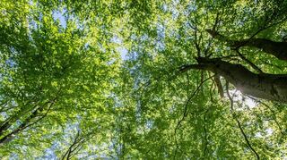 Ein Waldstück bei Seidenbuch eignet sich als Gebiet für sogenannte Ökopunkte. Holz für den Verkauf soll dort nun nicht mehr geschlagen werden, dies wird der Stadt angerechnet, wenn aus um Ausgleichsflächen für Bauprojekte geht.