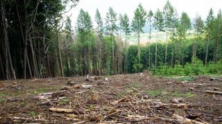Am Felsberg könnte auf einer Fläche von 100 Hektar ein Naturwald entstehen. Dafür ersetzen sich die Gruppen des Naturschutzbundes in der Gemeinde ein.