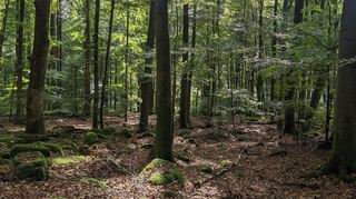 Zwischen Seidenbuch und Schlierbach soll auf Beschluss der Stadt Lindenfels ein besonders geschützter Naturwald entstehen.