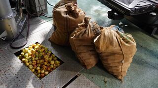 In Glattbach wird aus Äpfeln Apfelsaft und Apfelwein hergestellt.