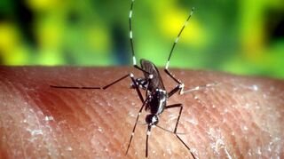 Die Aufnahme zeigt eine asiatische Tigermücke (Aedes albopictus), wie sie auch in der Region schon entdeckt wurde.