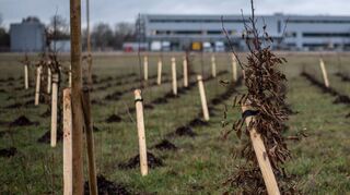 Ein Baum soll pro Heppenheimer Bürger gepflanzt werden, schlägt die FDP vor. Ausgleichsmaßnahmen (wie hier im Gewerbegebiet Süd) sollen allerdings nicht mitgerechnet werden.