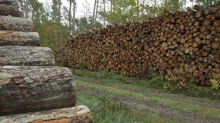 Jeder Festmeter ist heiß begehrt: Die beiden Holzstapel im Wald dürften schnell abgetragen sein.
