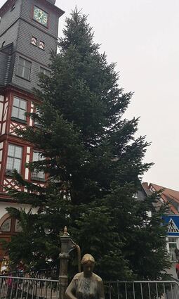 Zwischen Tabakbrunnen und Altem Rathaus steht schon der Weihnachtsbaum. In der kommenden Woche wird er geschmückt.