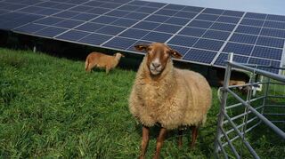 Das Gras am großen Freiflächen-Solarpark der GGEW AG in Heppenheim hat keine Chance: Chronisch hungrige Schafe dienen als voll biologische Rasenmäher.