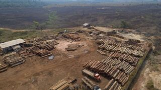 Abholzung im Amazonas-Regenwald: Holzstämme in einem Sägewerk bei Porto Velho, das von verkohlten und abgeholzten Feldern umgeben ist.
