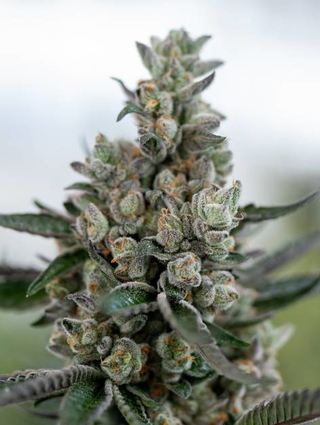 Cannabisblüte.