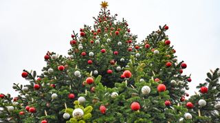 Fertig geschmückt für das Weihnachtsfest ist diese Tanne in einem privaten Garten in Brandenburg bereits Mitte November.