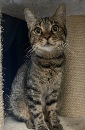 Katze Angelina, etwa zwei Jahre alt, wünscht sich nach der Eingewöhnung auch Freigang	Foto: Tierheim Heppenheim