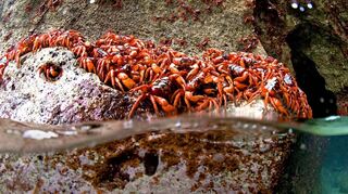 Das große Krabbeln: An den Weihnachtstagen sind auf Christmas Island die Krabben los.