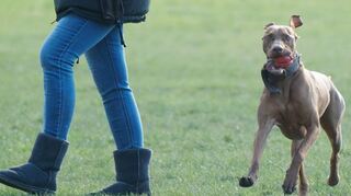 Noch konnte in Zwingenberg keine geeignete Fläche gefunden werden, um eine Hundewiese auszuweisen – die Suche nach einem Tummelplatz, wo Hunde ohne Leine toben können, geht weiter.