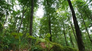Der Wald am Felsberg könnte an die Waldakademie von Peter Wohlleben verpachtet werden.
