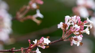 Seit Weihnachten machen sich Frühlingsvorboten breit – auch bei diesem Strauch.