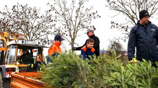 Gut zu tun hatten Mitglieder der Einsatzabteilung und der Jugendfeuerwehr bei der Christbaum-Sammlung. Mehr als 1000 Bäume waren abzuholen.