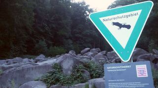 Am Felsberg will Wohllebens Waldakademie 100 Hektar Fläche von der Gemeinde Lautertal pachten.