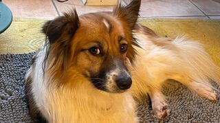 In dieser Folge des Kinder-Podcasts lernt Fred Fuchs unter anderem Rocky kennen. Der ist in der Hundeschule ein kleiner Streber.