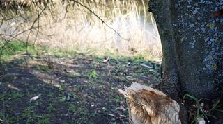 Auch am Weschnitzufer in der Ortsmitte von Einhausen sind Biberspuren an den Bäumen zu sehen.