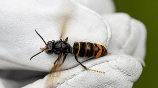 Eine Asiatische Hornisse (Vespa velutina nigrithorax) wird von einem Biologen mit einem Handschuh festgehalten.