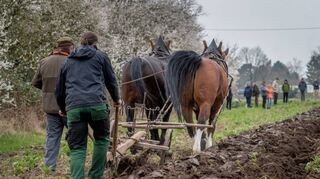 Beim zweiten großen Feldtag des Freilichtlabors Lauresham können Besucher wieder Zugtiere bei der Arbeit beobachten.