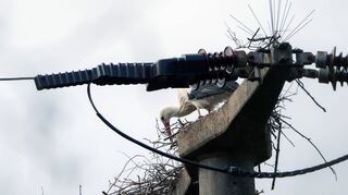 Gibt nicht auf: Ein Storch baut sich auf einem Strommast am Weinheimer Waidsee sein neues Nest auf. Dieser ist seit Jahren das Turteldomizil des Adebars.