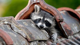 Ein Waschbär guckt aus seinem Versteck.