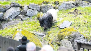 Eine fesche Frisur haben die Walliserziegen im Erlenbacher Bergtierpark
