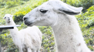 Im Erlenbacher Bergtierpark tummeln sich Bewohner aus mehreren Kontinenten (hier die Lamas). Aber auch die heimische Fauna und Flora wird von den Verantwortlichen im Blick behalten.