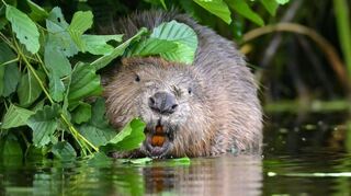 Bei der Versammlung der Auerbacher Jagdgenossen wurde von einem Biber berichtet, der sich im Revier im Bachlauf der Auer angesiedelt hat.
