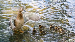 Eine Ente schwimmt mit ihrem Nachwuchs auf einem See.