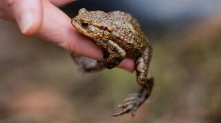 Die Amphibien (hier eine Erdkröte) brauchen eine hohe Luftfeuchtigkeit und ausreichend Gewässer, um sich fortpflanzen zu können.