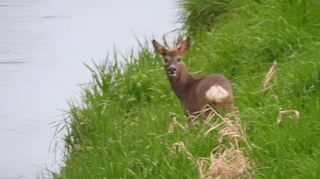 Rehwild ist auf Zwingenberger Gemarkung immer wieder anzutreffen, unser Bild entstand am Winkelbach in der Nähe des Niederwaldsees.