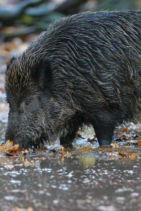 Die Hochstädter Jagdgenossen zogen Bilanz. Unter anderem wurden 19 Wildschweine erlegt.