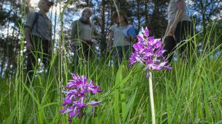 Das Helmknabenkraut ist eine am Hemsberg durchaus häufig anzutreffende Pflanze, deutschlandweit ist es jedoch sehr selten und steht unter Schutz. Die Exkursion der Botanischen Vereinigung führte zu den artenreichen Trockenrasen am Hemsberg.