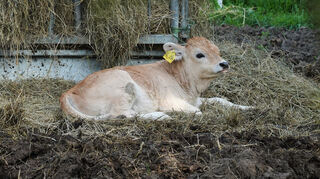 Das Kälbchen der Ungarischen Steppenrinder.