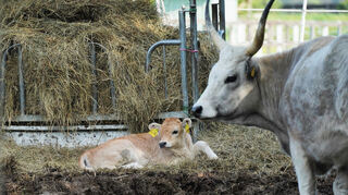 Das am 10. April geborene Kälbchen der in Einhausen weidenden kleinen Herde an Ungarischen Steppenrinder zieht schon jetzt die Blicke der Spaziergänger auf sich.