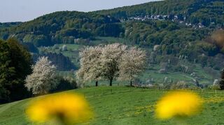 Die schöne Natur im Odenwald bildet morgen wieder die Kulisse für zahlreiche Feste.