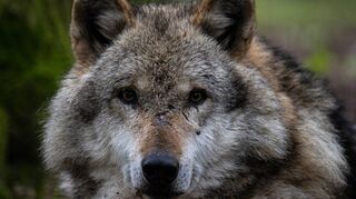 Der Wolf ist zurück in Deutschland und wurde auch schon im Odenwald und im Kreis Bergstraße gesichtet.