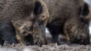 Wenn Wildschweine die Felder aufwühlen, ist das ein großes Ärgernis für Landwirte. Doch im Vergleich zu unzähligen Engerlingen, die sich im Boden einnisten, Wurzeln fressen und so dafür sorgen, dass die Pflanzen absterben, sind die Schwarzkittel das geringere Übel.